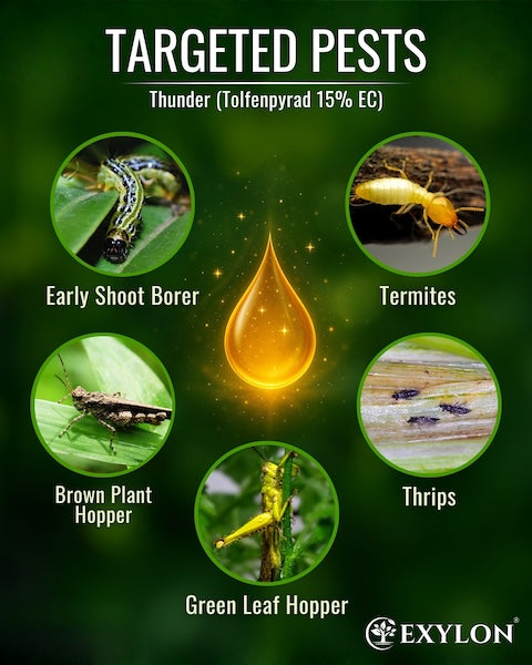 Exylon Thunder (Tolfenpyrad 15% EC) – Effective Pest Control for Groundnut, Chilli, Vegetables