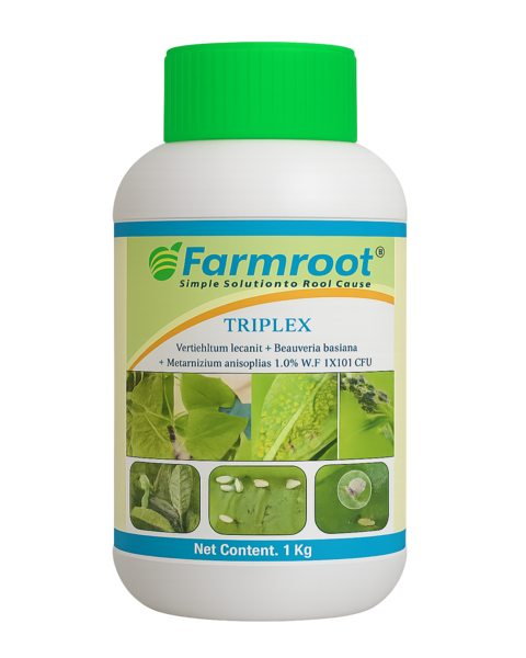 FARMROOT FARM TRIPLEX