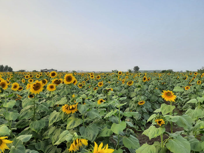 FARMSON SUNFLOWER VARIETY (FB-BHASKAR) SEEDS