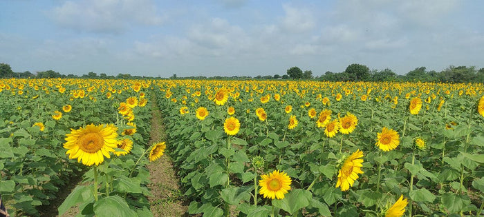 FARMSON SUNFLOWER VARIETY (FB-BHASKAR) SEEDS