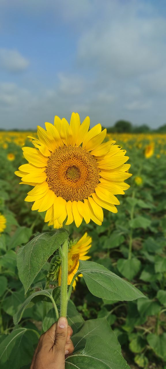 FARMSON SUNFLOWER VARIETY (FB-BHASKAR) SEEDS