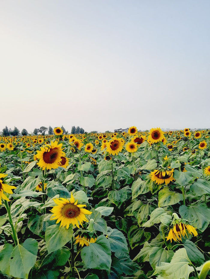 FARMSON SUNFLOWER VARIETY (FB-BHASKAR) SEEDS