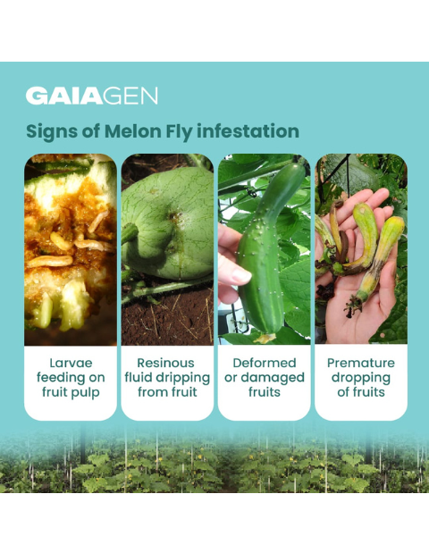 Gaiagen Bacu Lure® Combo - Melon Fly (Bactrocera cucurbitae) - (10 Lures and 10 Fligh-T® Trap)