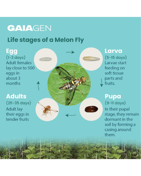 Gaiagen Bacu Lure® Combo - Melon Fly (Bactrocera cucurbitae) - (10 Lures and 10 Fligh-T® Trap)