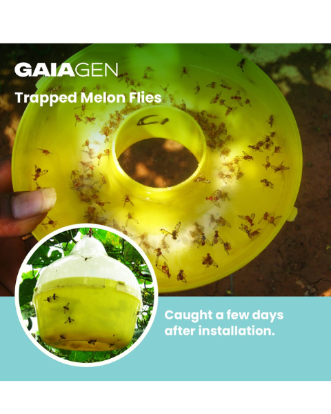 Gaiagen Bacu Lure® Combo - Melon Fly (Bactrocera cucurbitae) - (10 Lures and 10 Fligh-T® Trap)