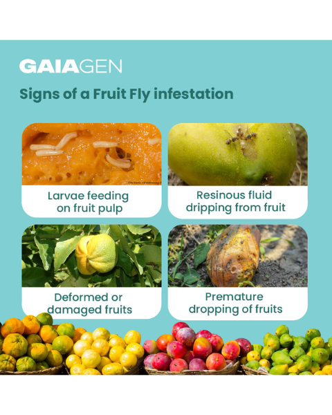 Gaiagen Bador Lure® Combo - Fruit Fly (Bactrocera dorsalis) - (10 Lures and 10 Fligh-T® Trap)