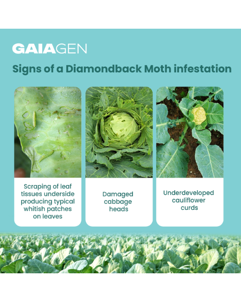 Gaiagen DBM Lure® Combo - Diamondback Moth (Plutella xylostella) - (10 Lures and 10 Wota-T® Trap)