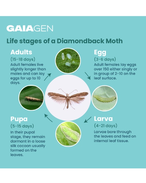 Gaiagen DBM Lure® Combo - Diamondback Moth (Plutella xylostella) - (10 Lures and 10 Wota-T® Trap)