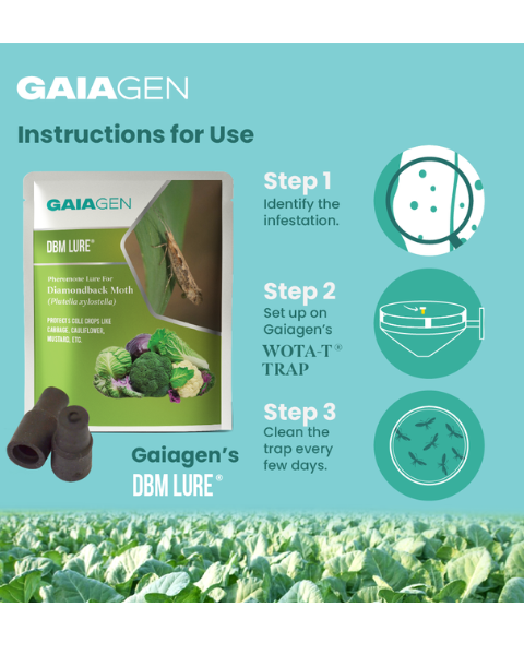 Gaiagen DBM Lure® Combo - Diamondback Moth (Plutella xylostella) - (10 Lures and 10 Wota-T® Trap)