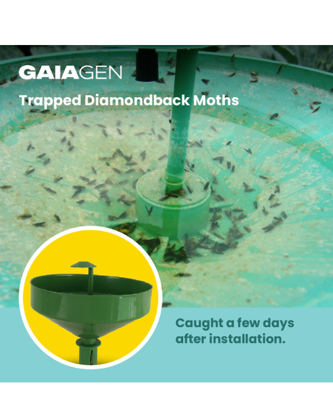 Gaiagen DBM Lure® Combo - Diamondback Moth (Plutella xylostella) - (10 Lures and 10 Wota-T® Trap)