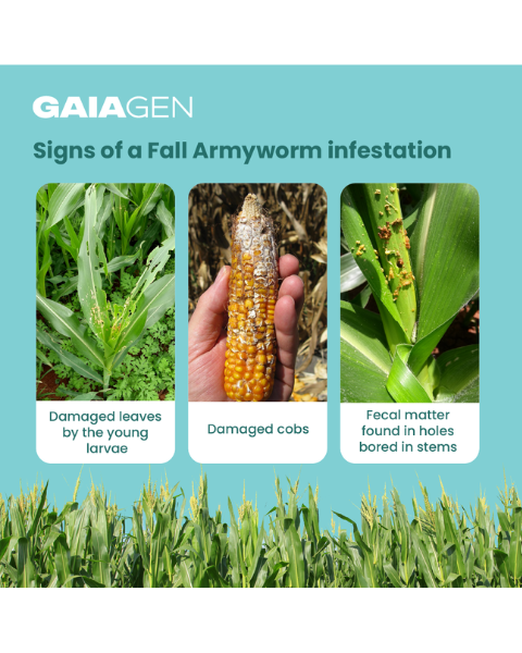 Gaiagen Fall Armyworm Lure Combo (Spodoptera frugiperda) - (10 Lures and 10 Fero-T® Trap)