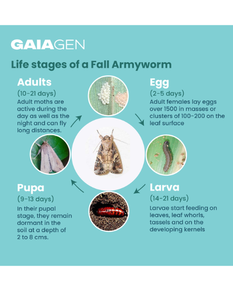 Gaiagen Fall Armyworm Lure Combo (Spodoptera frugiperda) - (10 Lures and 10 Fero-T® Trap)