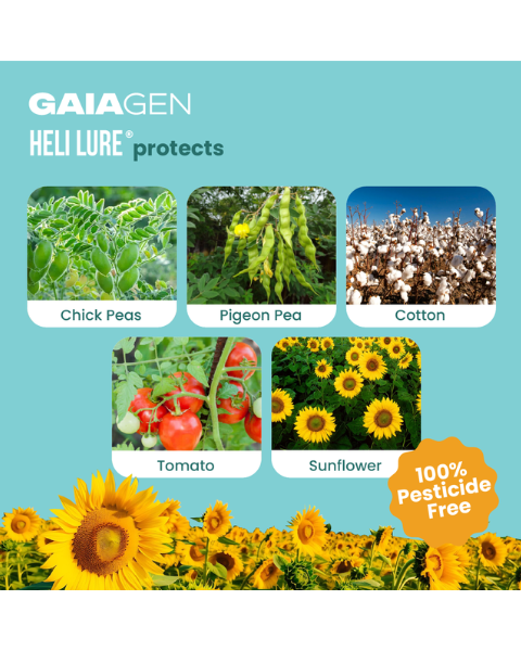 Gaiagen Heli Lure® Combo - American Bollworm (Helicoverpa armigera) - (10 Lures and 10 Fero-T® Trap)