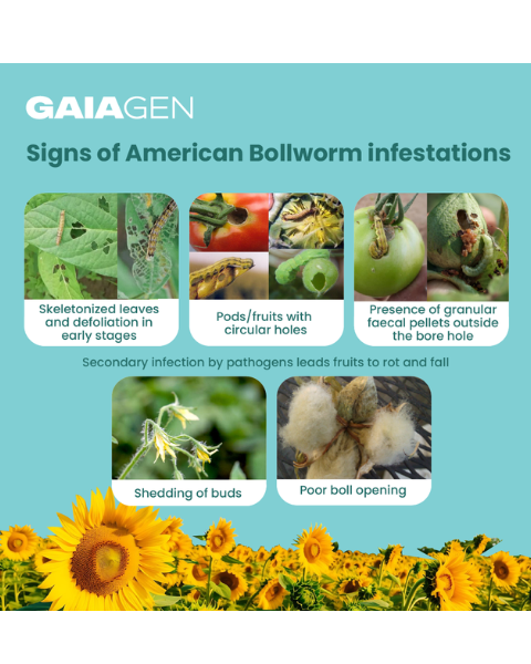 Gaiagen Heli Lure® Combo - American Bollworm (Helicoverpa armigera) - (10 Lures and 10 Fero-T® Trap)