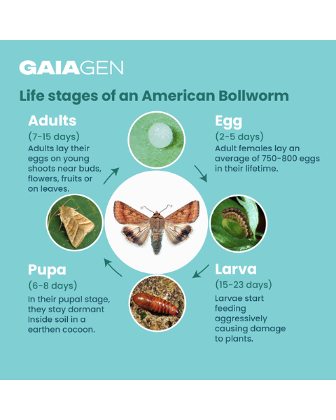 Gaiagen Heli Lure® Combo - American Bollworm (Helicoverpa armigera) - (10 Lures and 10 Fero-T® Trap)