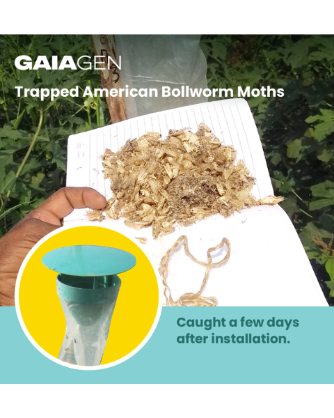 Gaiagen Heli Lure® Combo - American Bollworm (Helicoverpa armigera) - (10 Lures and 10 Fero-T® Trap)