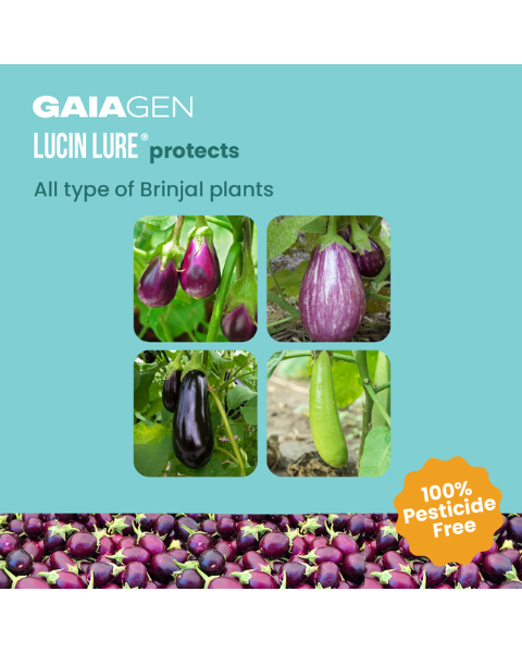 Gaiagen Lucin Lure® Combo - Brinjal Fruit & Shoot Borer (Leucinodes orbonalis) - (10 Lures and 10 Wota-T® Trap)