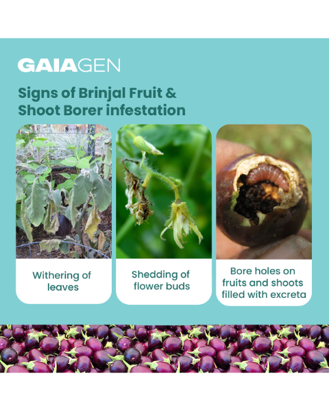 Gaiagen Lucin Lure® Combo - Brinjal Fruit & Shoot Borer (Leucinodes orbonalis) - (10 Lures and 10 Wota-T® Trap)