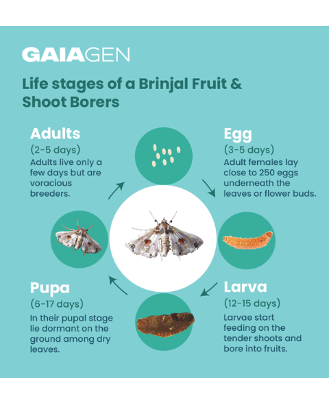Gaiagen Lucin Lure® Combo - Brinjal Fruit & Shoot Borer (Leucinodes orbonalis) - (10 Lures and 10 Wota-T® Trap)