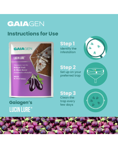 Gaiagen Lucin Lure® Combo - Brinjal Fruit & Shoot Borer (Leucinodes orbonalis) - (10 Lures and 10 Wota-T® Trap)