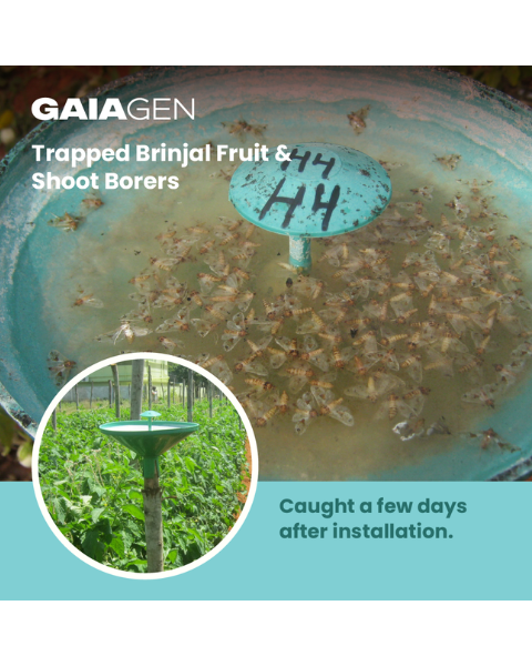 Gaiagen Lucin Lure® Combo - Brinjal Fruit & Shoot Borer (Leucinodes orbonalis) - (10 Lures and 10 Wota-T® Trap)