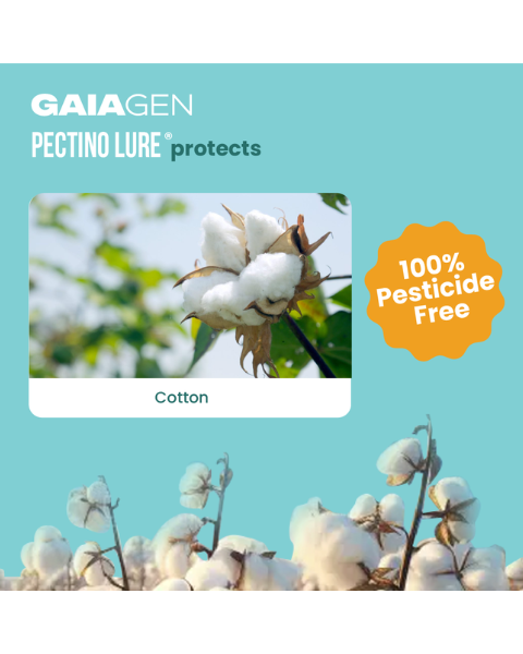 Gaiagen Pectino Lure® Combo - Pink Bollworm (Pectinophora gossypiella) - (10 Lures and 10 Fero-T® Trap)