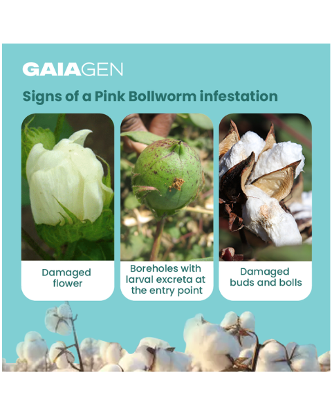 Gaiagen Pectino Lure® Combo - Pink Bollworm (Pectinophora gossypiella) - (10 Lures and 10 Fero-T® Trap)