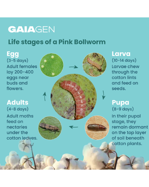 Gaiagen Pectino Lure® Combo - Pink Bollworm (Pectinophora gossypiella) - (10 Lures and 10 Fero-T® Trap)