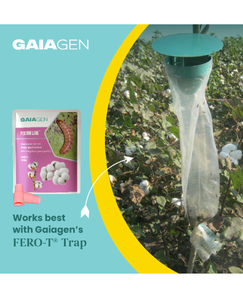 Gaiagen Pectino Lure® Combo - Pink Bollworm (Pectinophora gossypiella) - (10 Lures and 10 Fero-T® Trap)