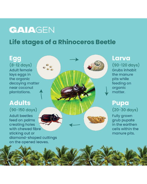 Gaiagen RB Lure® Combo - Rhinoceros Beetle (Oryctes rhinoceros) - (5 Lures and 5 Coco-Trapp®)
