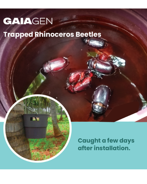 Gaiagen RB Lure® Combo - Rhinoceros Beetle (Oryctes rhinoceros) - (5 Lures and 5 Coco-Trapp®)