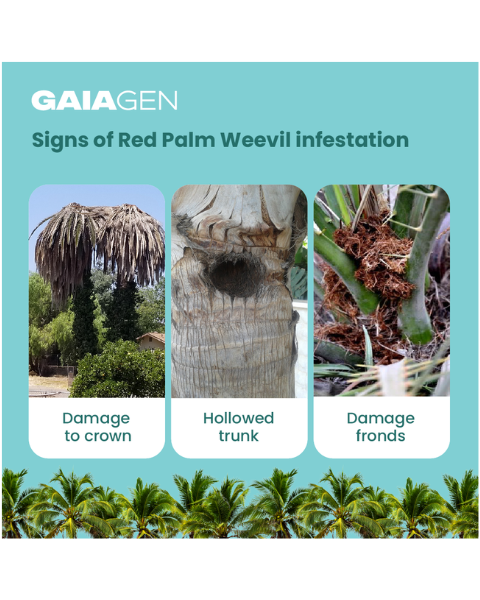 Gaiagen RPW Lure® Combo - Red Palm Weevil (Rhynchophorus ferrugineus) - (5 Lures and 5 Coco-Trapp®)