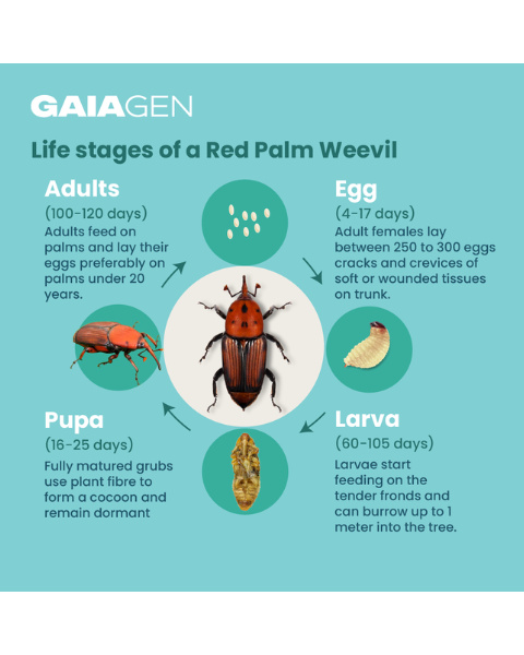 Gaiagen RPW Lure® Combo - Red Palm Weevil (Rhynchophorus ferrugineus) - (5 Lures and 5 Coco-Trapp®)