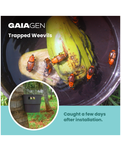 Gaiagen RPW Lure® Combo - Red Palm Weevil (Rhynchophorus ferrugineus) - (5 Lures and 5 Coco-Trapp®)