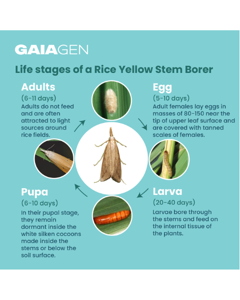 Gaiagen Scirpo Lure® Combo - Rice Yellow Stem Borer (Scirpophaga incertulas) - (10 Lures and 10 Fero-T® Trap)