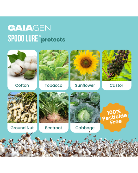 Gaiagen Spodo Lure® Combo - Tobacco Caterpillar (Spodoptera litura) - (10 Lures and 10 Fero-T® Trap)