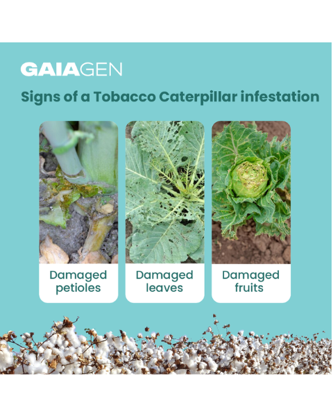 Gaiagen Spodo Lure® Combo - Tobacco Caterpillar (Spodoptera litura) - (10 Lures and 10 Fero-T® Trap)