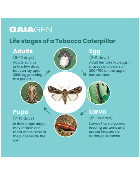 Gaiagen Spodo Lure® Combo - Tobacco Caterpillar (Spodoptera litura) - (10 Lures and 10 Fero-T® Trap)