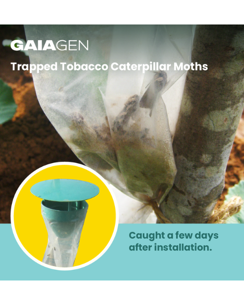 Gaiagen Spodo Lure® Combo - Tobacco Caterpillar (Spodoptera litura) - (10 Lures and 10 Fero-T® Trap)