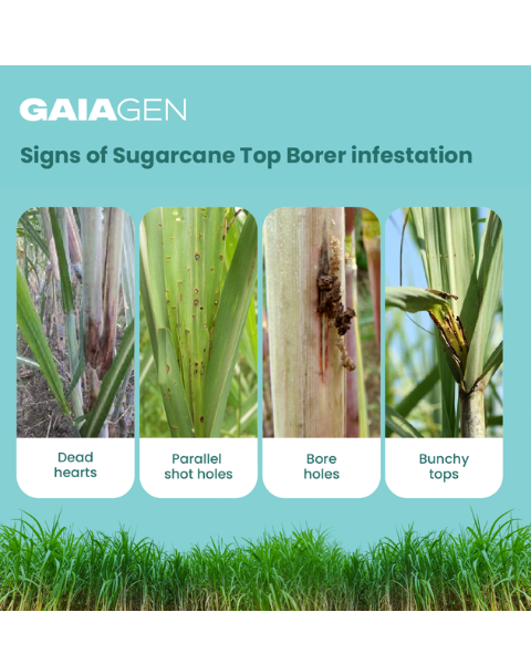 Gaiagen STB Lure® Combo - Sugarcane Top Borer (Scirpophaga excerptalis) - (10 Lures and 10 Wota-T® Trap)