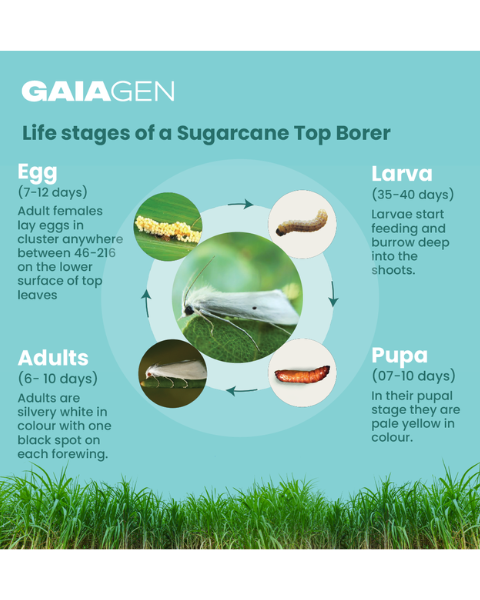 Gaiagen STB Lure® Combo - Sugarcane Top Borer (Scirpophaga excerptalis) - (10 Lures and 10 Wota-T® Trap)