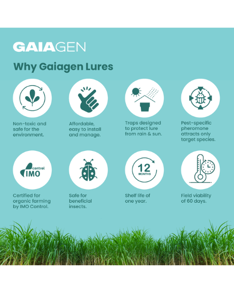 Gaiagen STB Lure® Combo - Sugarcane Top Borer (Scirpophaga excerptalis) - (10 Lures and 10 Wota-T® Trap)