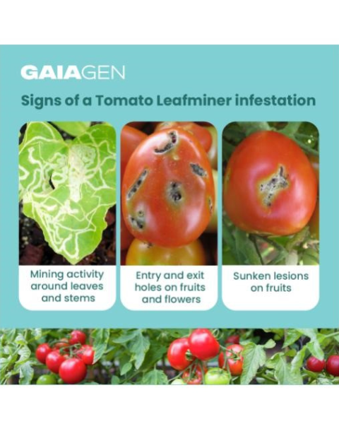 Gaiagen TLM Lure Combo - Tomato Leafminer (Tuta absoluta) - (10 Lures and 10 Wota-T® Trap)