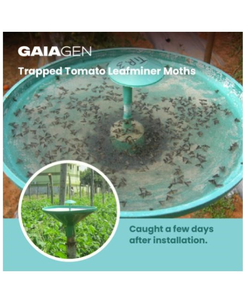 Gaiagen TLM Lure Combo - Tomato Leafminer (Tuta absoluta) - (10 Lures and 10 Wota-T® Trap)