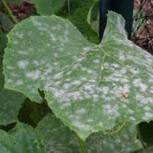 GALILEO FUNGICIDE