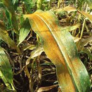 GALILEO FUNGICIDE