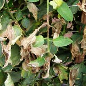 GALILEO FUNGICIDE