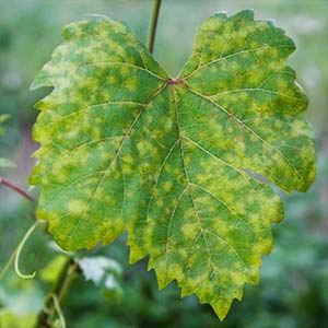 GALILEO FUNGICIDE