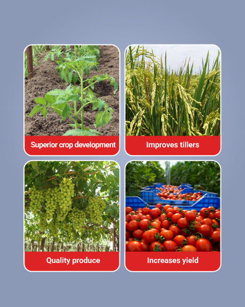 Geolife Vigore - Advanced Bio Fertilizer for Higher Yield