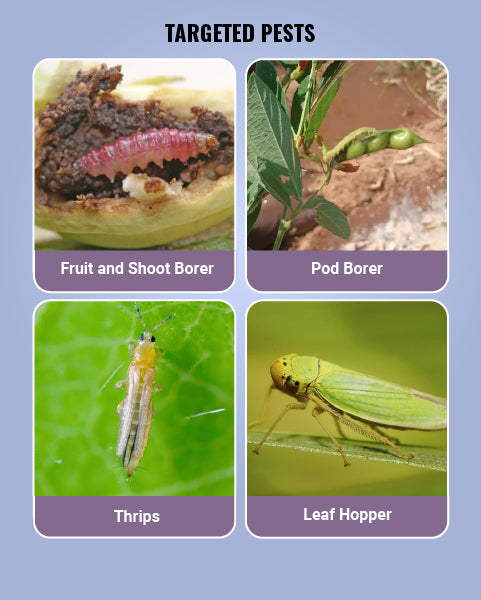 Image showing targeting disease details of Gracia Fluxametamide Insecticide like fruit and shoot borer, pod borer, leadhooper and thrips.
